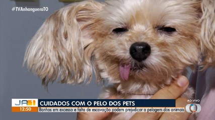 Saiba quais cuidados ter com a pelagem dos pets