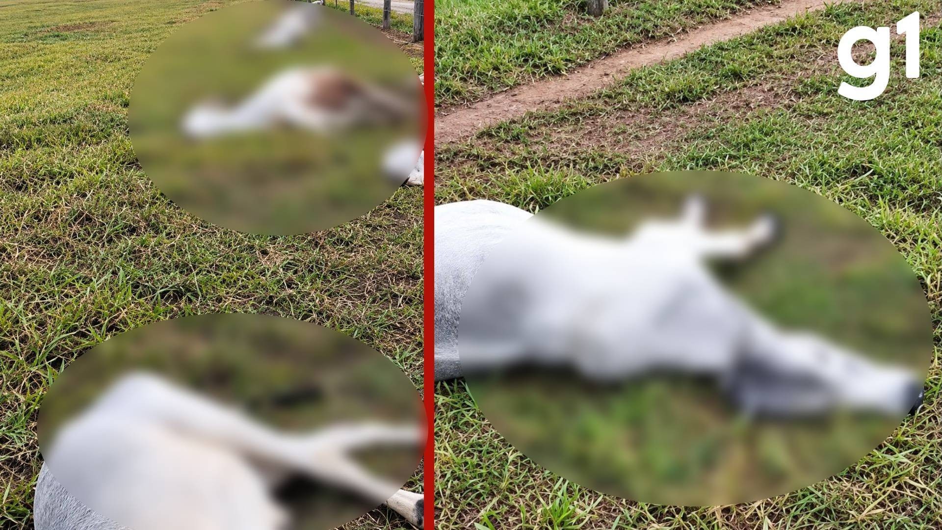 VÍDEO: raio mata 11 cabeças de gado em propriedade rural durante temporal em MT