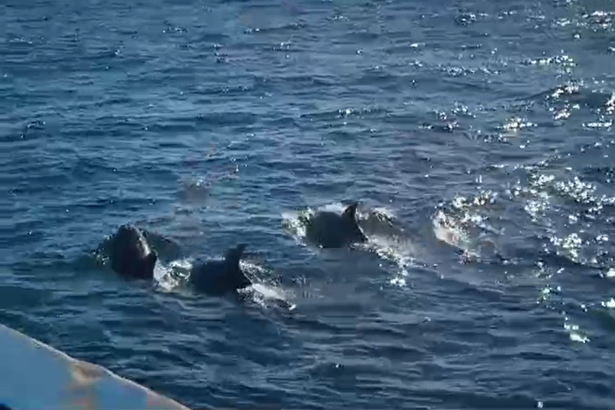 Golfinhos surpreendem e acompanham barco de pescadores no litoral de SP; VÍDEO