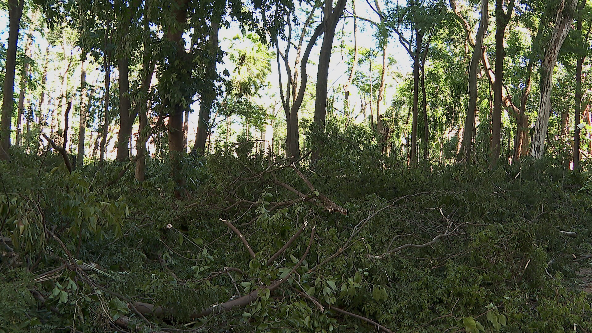 Ribeirão Preto contabiliza 1,3 mil árvores derrubadas por temporal com ventos de até 160 km/h