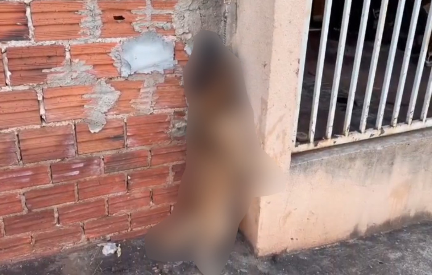 Cachorro preso em corda tenta pular muro de casa e morre enforcado, no Paraná; tutor será investigado