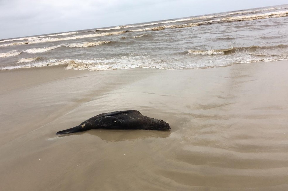 Pinguins e tartarugas são devolvidos à natureza após reabilitação em Rio  Grande; vídeo, Rio Grande do Sul