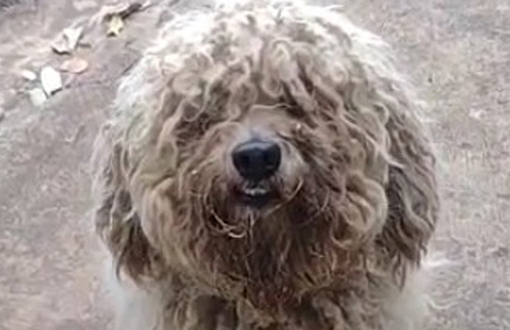 Cachorrinho adotado após abandono passa por transformação no visual em Ribeirão Preto, SP