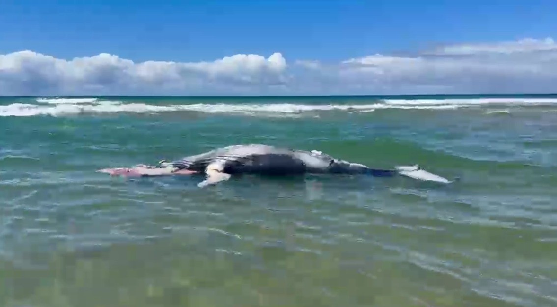 Filhote de baleia-jubarte é encontrado morto em praia na BA