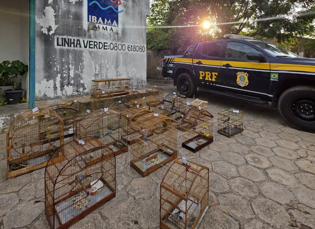 VÍDEO: PRF resgata 70 aves silvestres e apreende madeira em operação de combate a crimes ambientais no MA