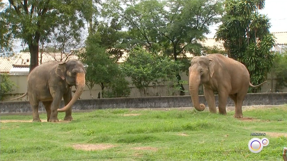 Sandro e Haisa no zoo de Sorocaba (SP) — Foto: TV TEM/Reprodução
