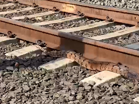 VÍDEO: jiboia é flagrada ‘passeando’ próxima à linha do trem em Rio Claro