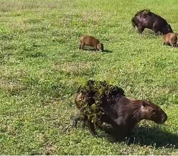 Pantanal Fashion Week: capivara desfila com 'fantasia' de folhas e chama atenção de fotógrafa; veja o vídeo