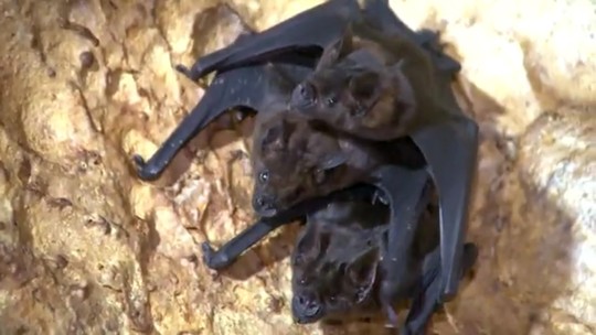 Estudo acha 'parente' do Sars-Cov-2 em morcegos no Laos - Programa: Fantástico 