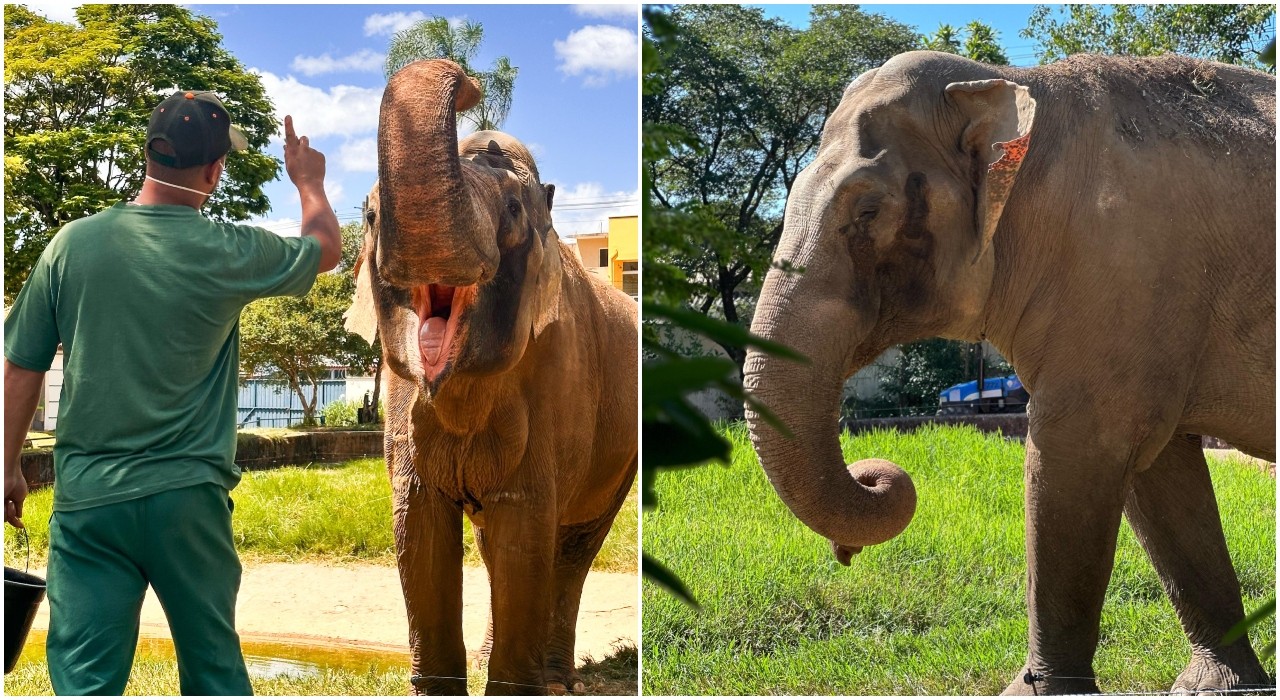 Elefante Sandro, de Sorocaba, pode ser transferido para mesmo santuário que recebeu as elefantas africanas Pupy e Kenya