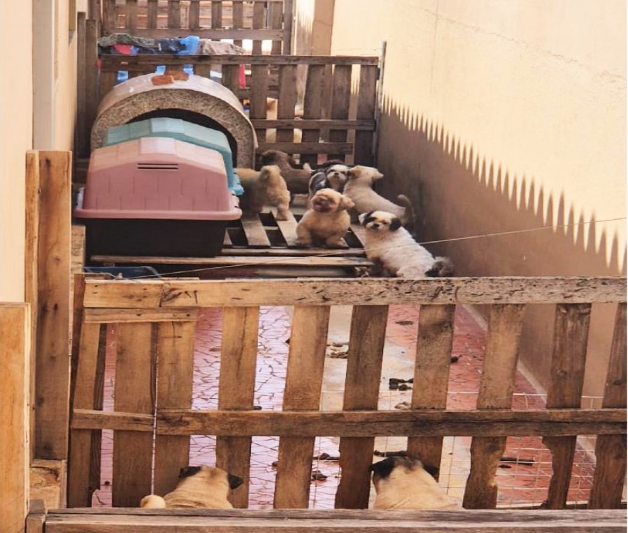 Acusados de maus-tratos contra 23 cães em Iracemápolis são condenados a 4 anos de prisão