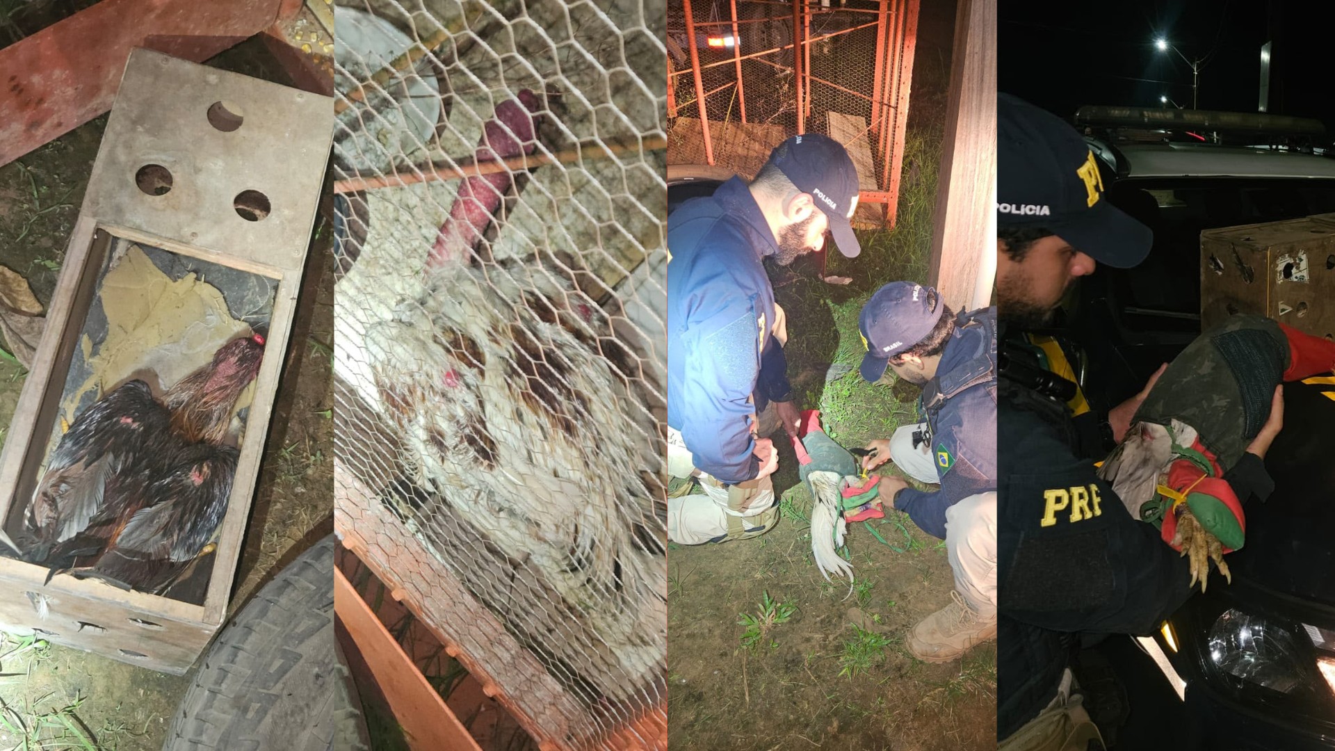 Galos usados em rinhas são resgatados pela PRF na BR-230, em Altamira