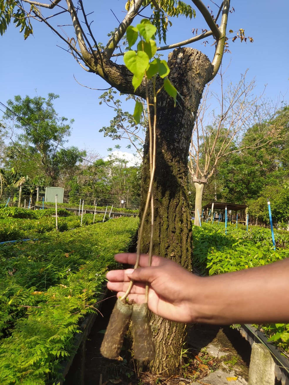 'Ecopotes' são usados no plantio de mudas de árvores nativas da Mata Atlântica — Foto: Arquivo/IPÊ