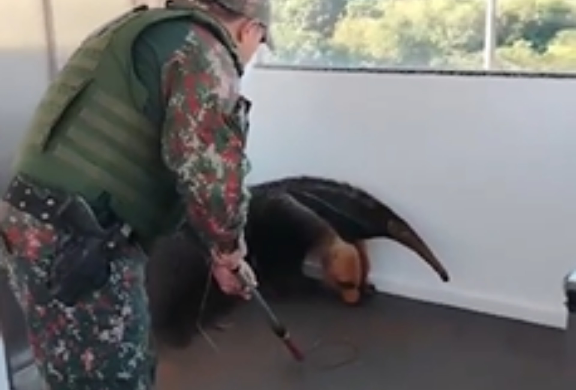 VÍDEO: Tamanduá-bandeira invade shopping e mobiliza resgate em Campo Grande