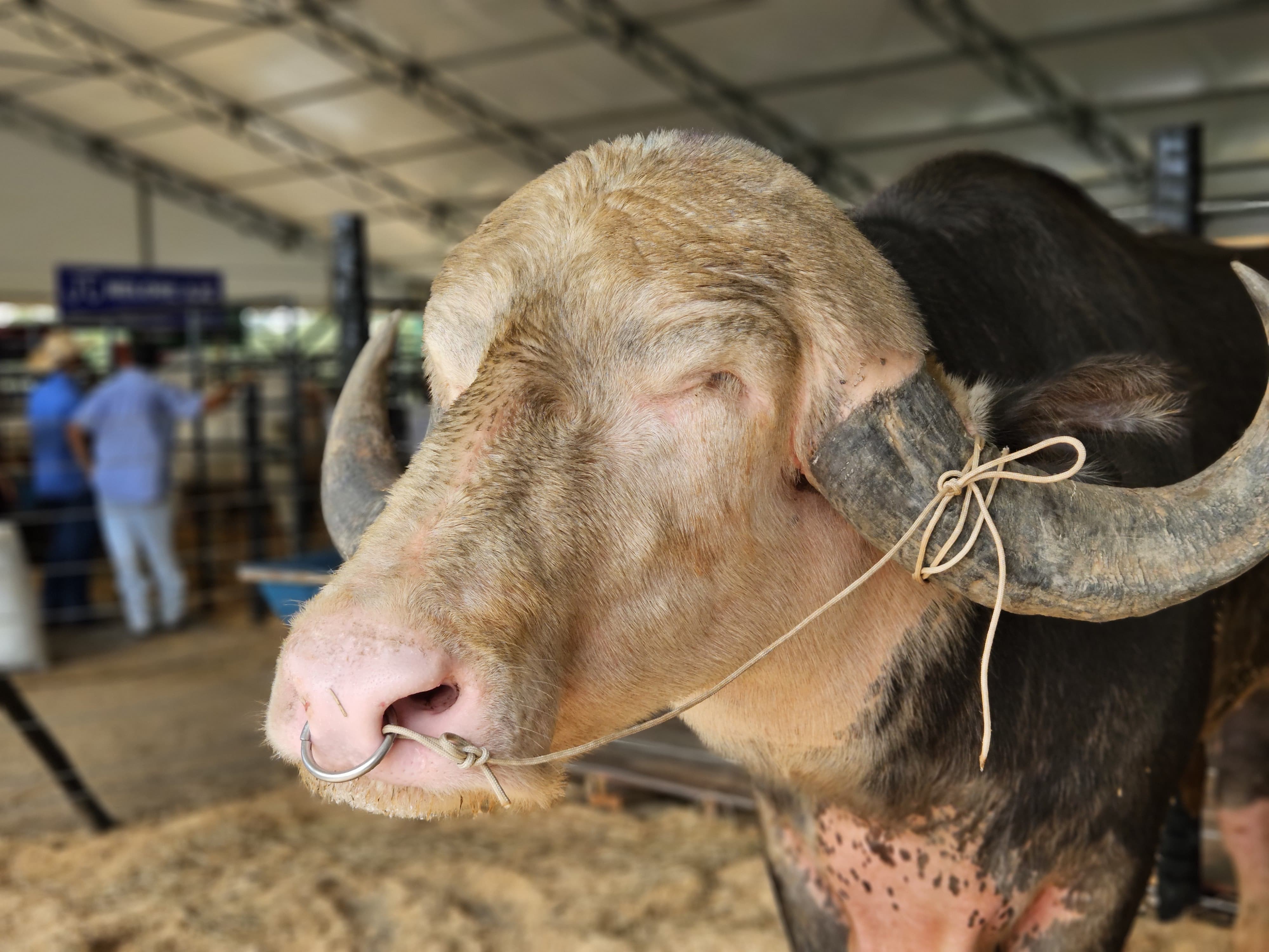 Búfalo albino, raro e criado com mamadeira de leite de vaca em RO: conheça o Zangão