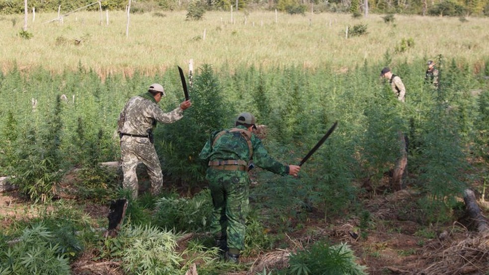 Plantações destruídas. — Foto: Reprodução
