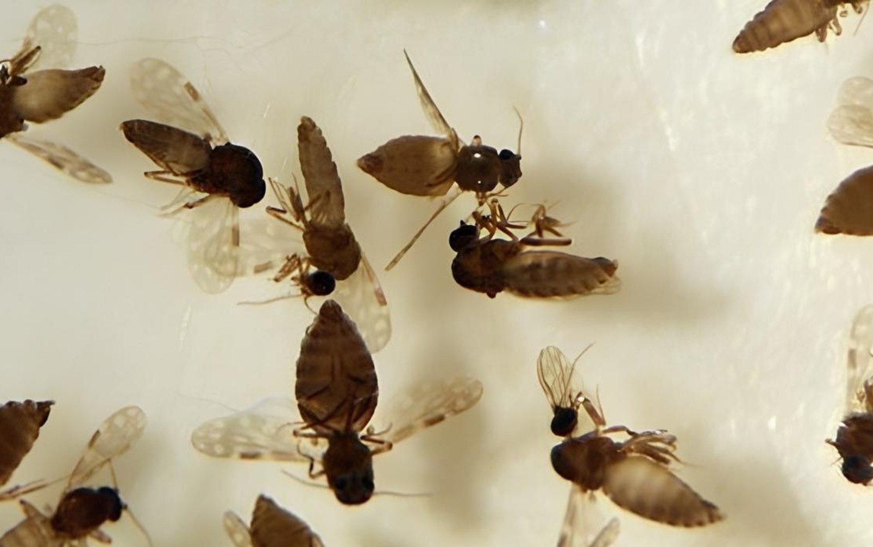 Febre Oropouche: Goiás confirma primeiro caso da doença