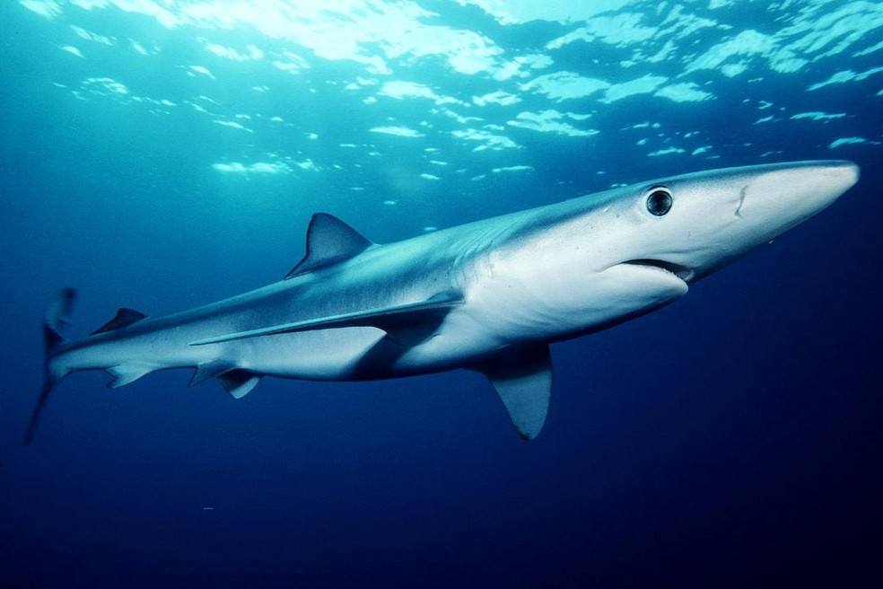 Tubarão-azul (Prionace Glauca) é considerada espécie em extinção — Foto: UFRGS/Mark Conlin/NMFS