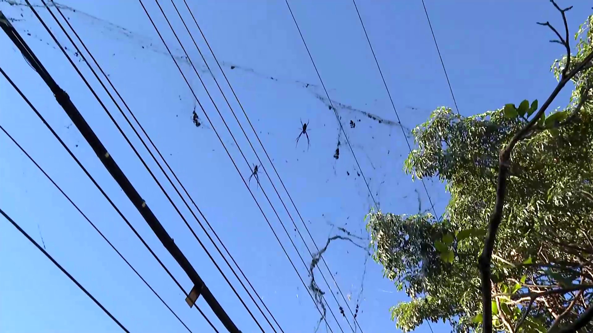 Teias gigantes de aranhas viram atração em avenida de BH; VÍDEO