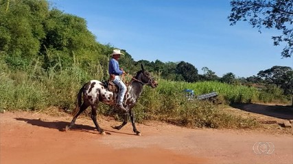 Telespectador compartilha imagens de um burro de pelagem persa