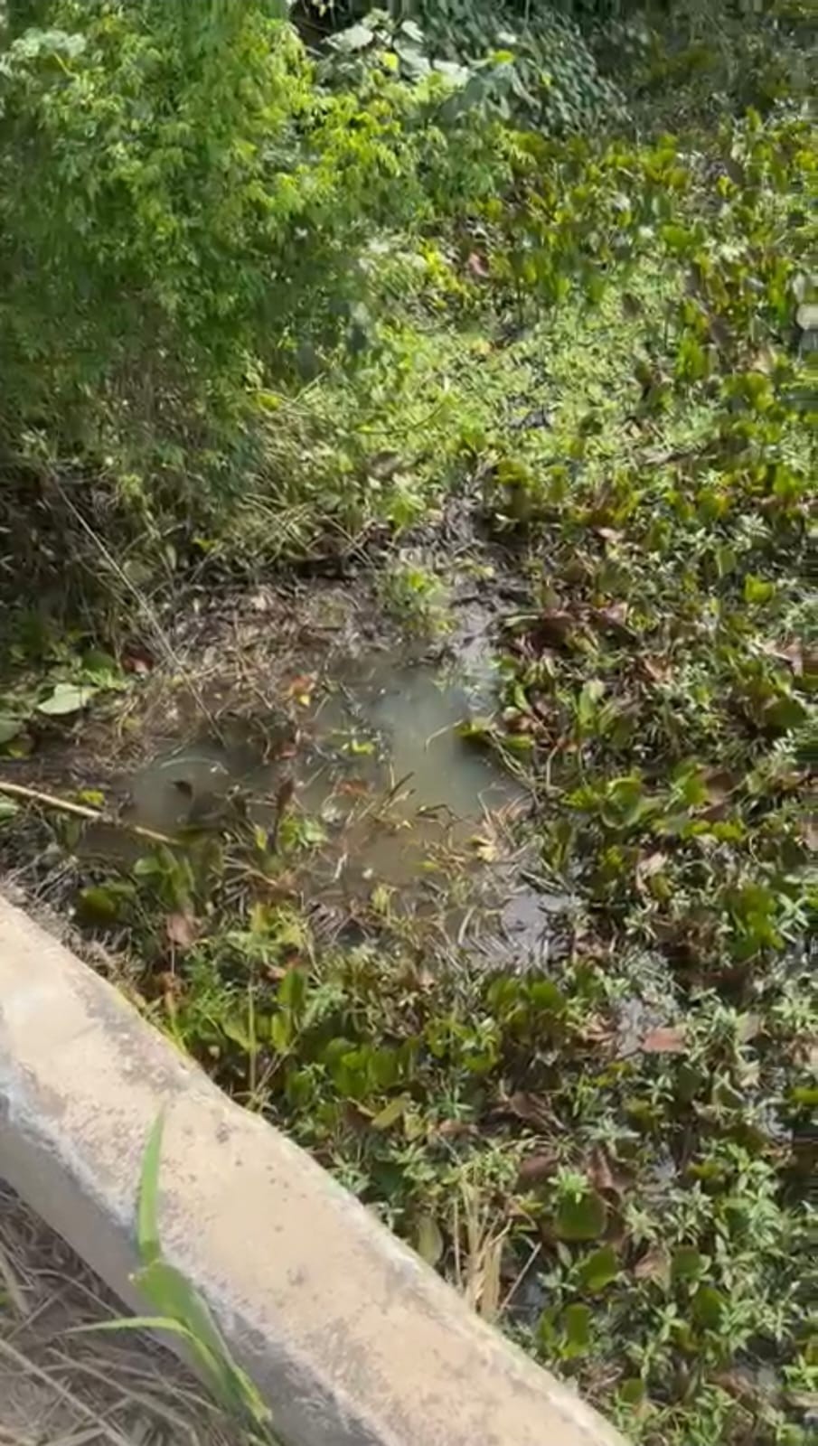Motorista perde controle de carro, cai de ponte em uma área de pântano, em Piraí 