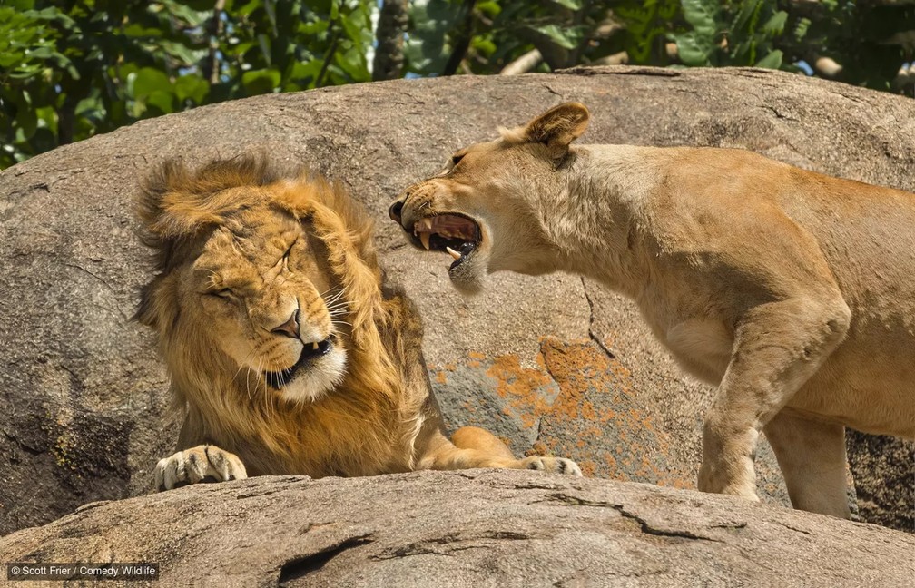 DR entre um casal de leões. — Foto: Scott Frier/Comedy Wildlife