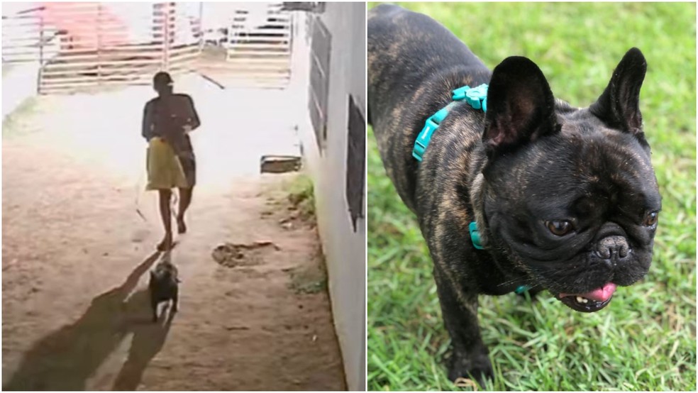 Horas após o crime a Polícia Militar prendeu o homem que furtou cão de creche animal em Fortaleza. — Foto: Reprodução