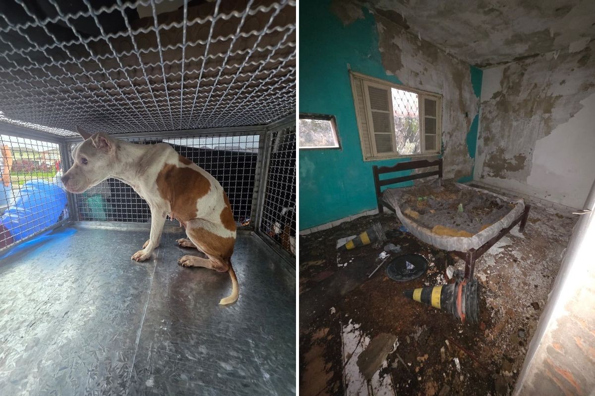 Panorama: Cachorro com sinais de desnutrição é resgatado de imóvel em SP