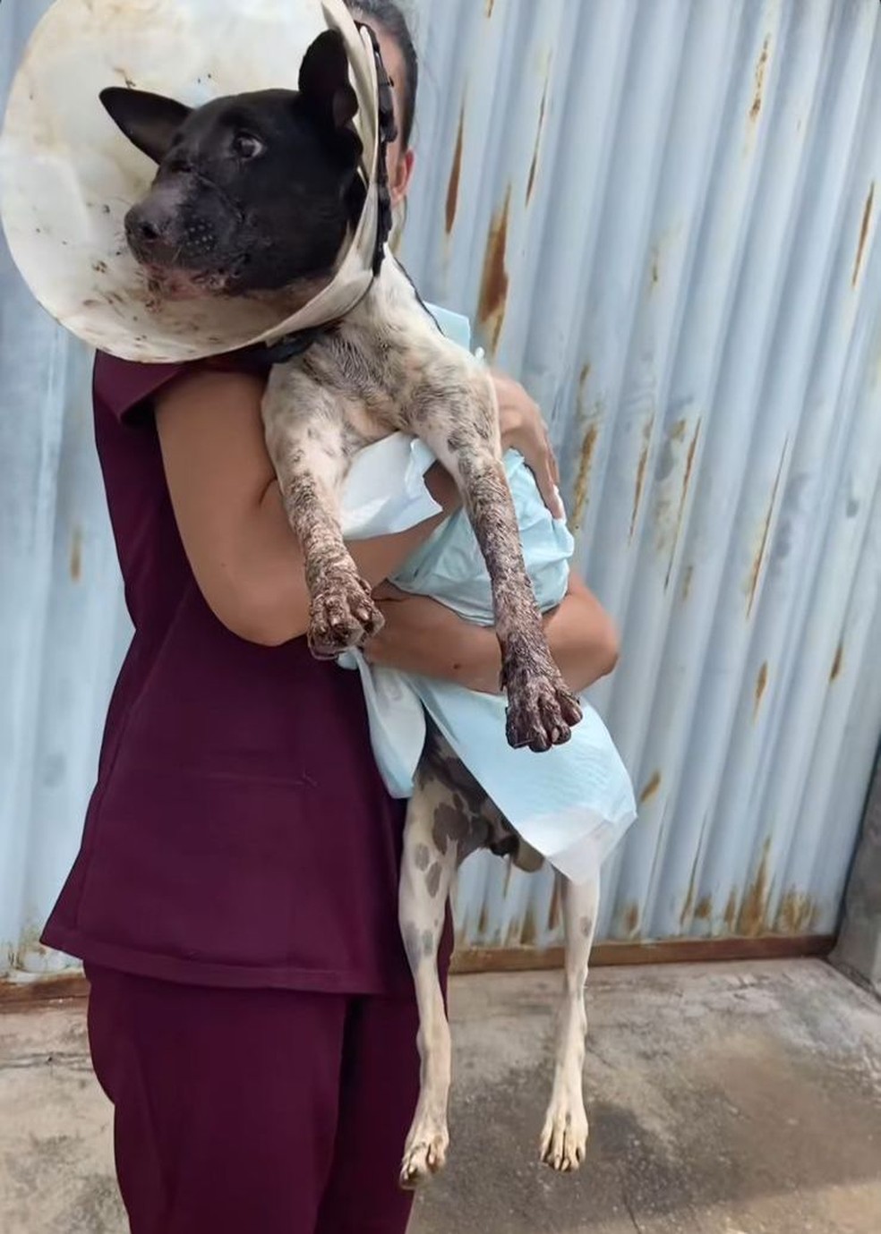 Cadelinha tem focinho decepado em São Lourenço do Piauí — Foto: Reprodução