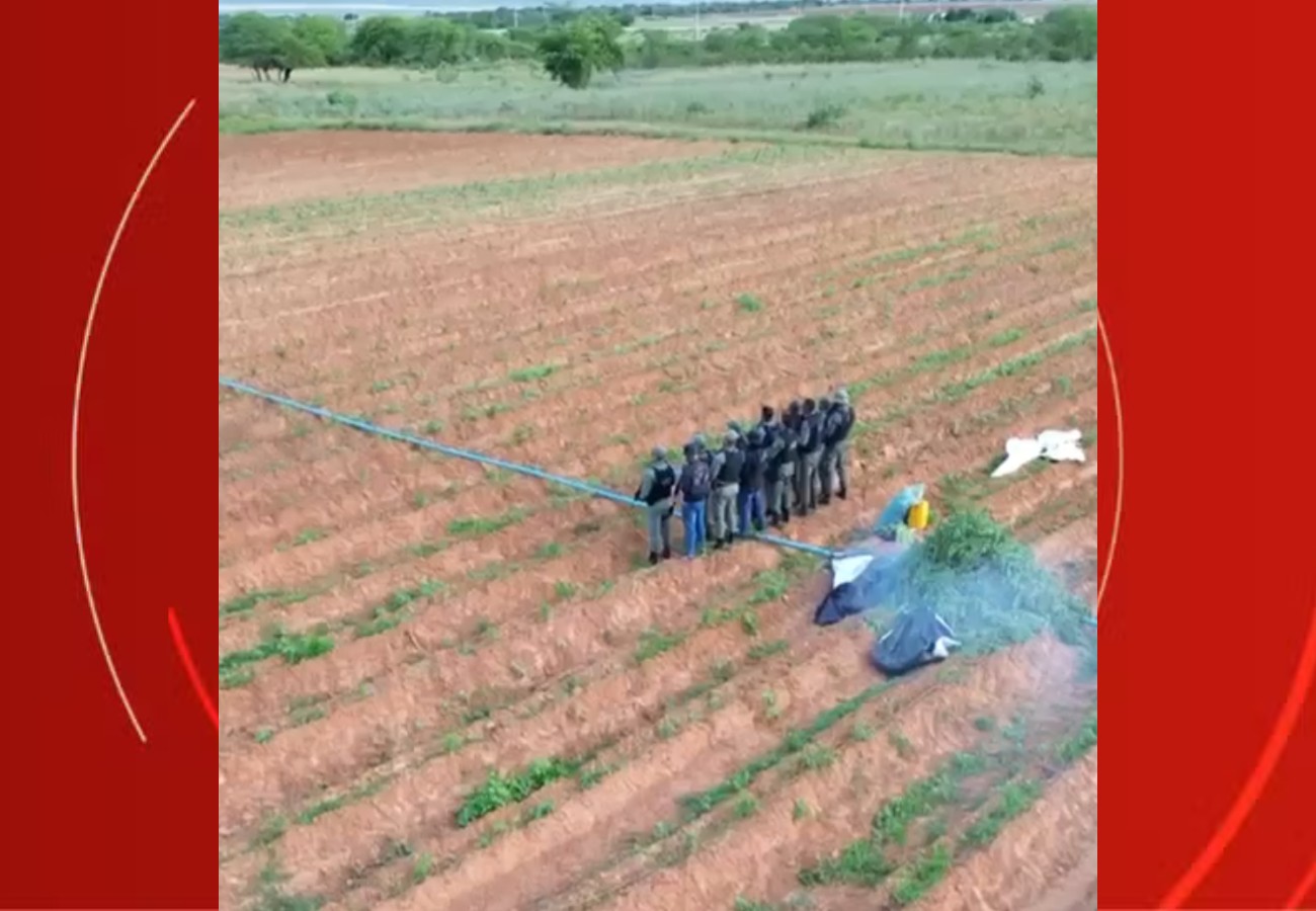 Polícia erradica 17 mil pés de maconha e apreende 50 kg da droga no Sertão de Pernambuco