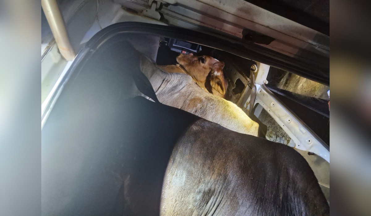 Bois furtados são encontrados 'espremidos' dentro de carro após abordagem policial em rodovia do interior de SP