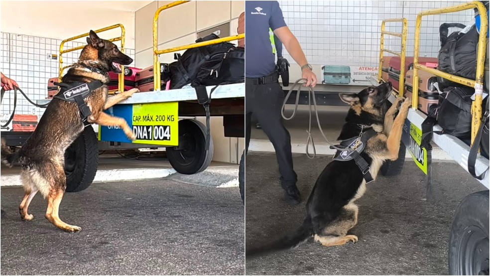 Os agentes caninos Aegon e Bachar, da Receita Federal, identificaram a localização da droga. — Foto: Divulgação/ Receita Federal.