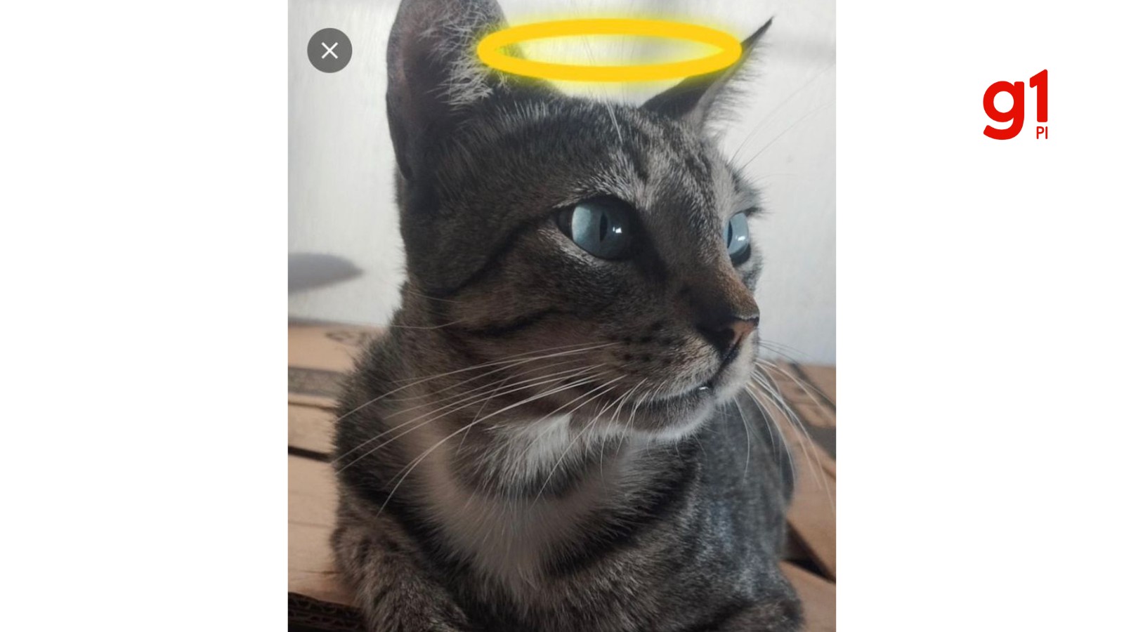 Envenenamento mata gato no litoral do Piauí; cidade soma mais de 25 mortes suspeitas desde abril