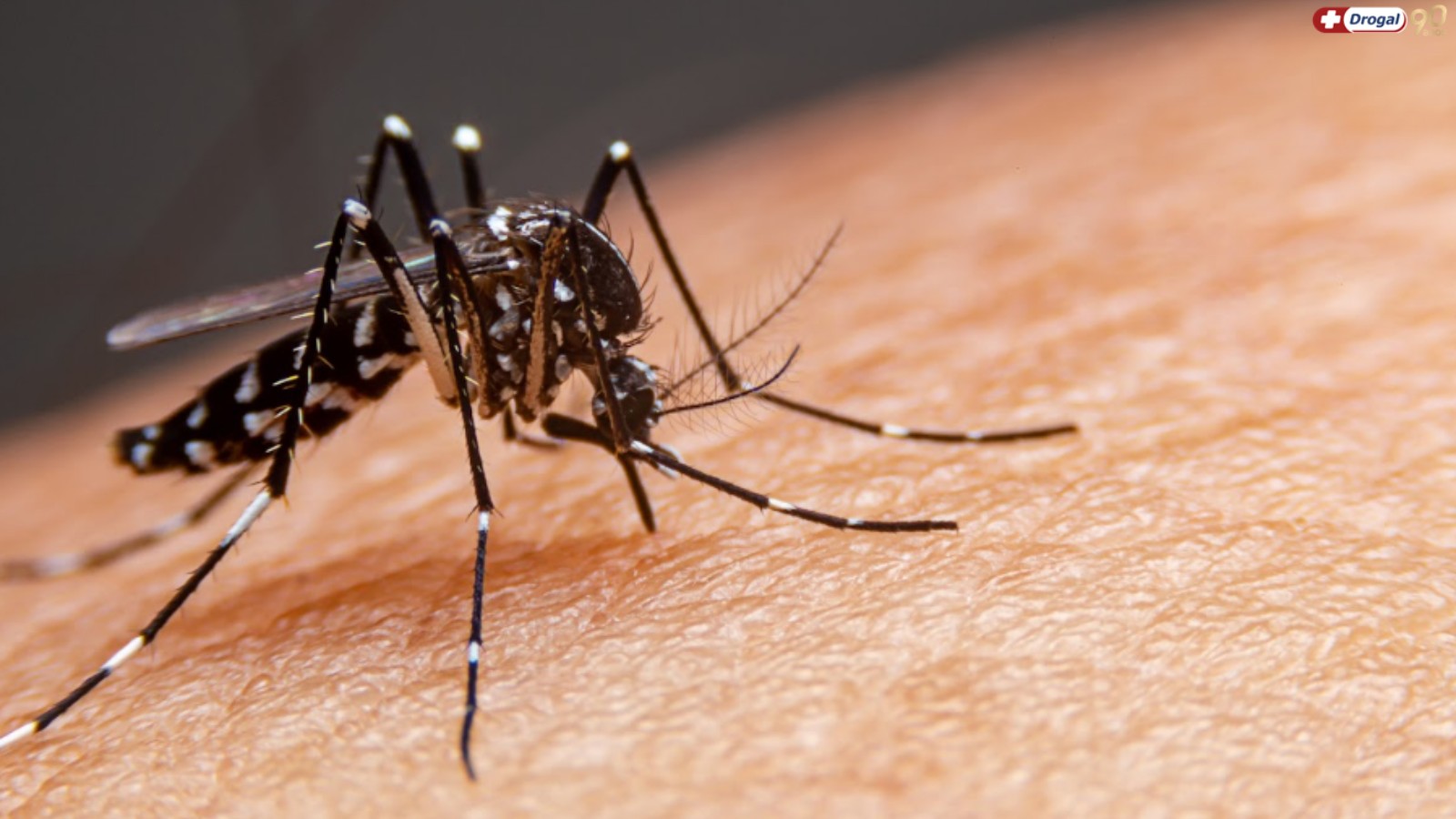 Guia Completo: Sintomas da Dengue e Vacinação