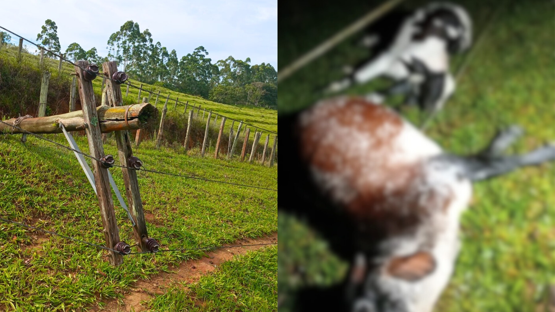 Vacas morrem eletrocutadas após queda de poste na Grande SP
