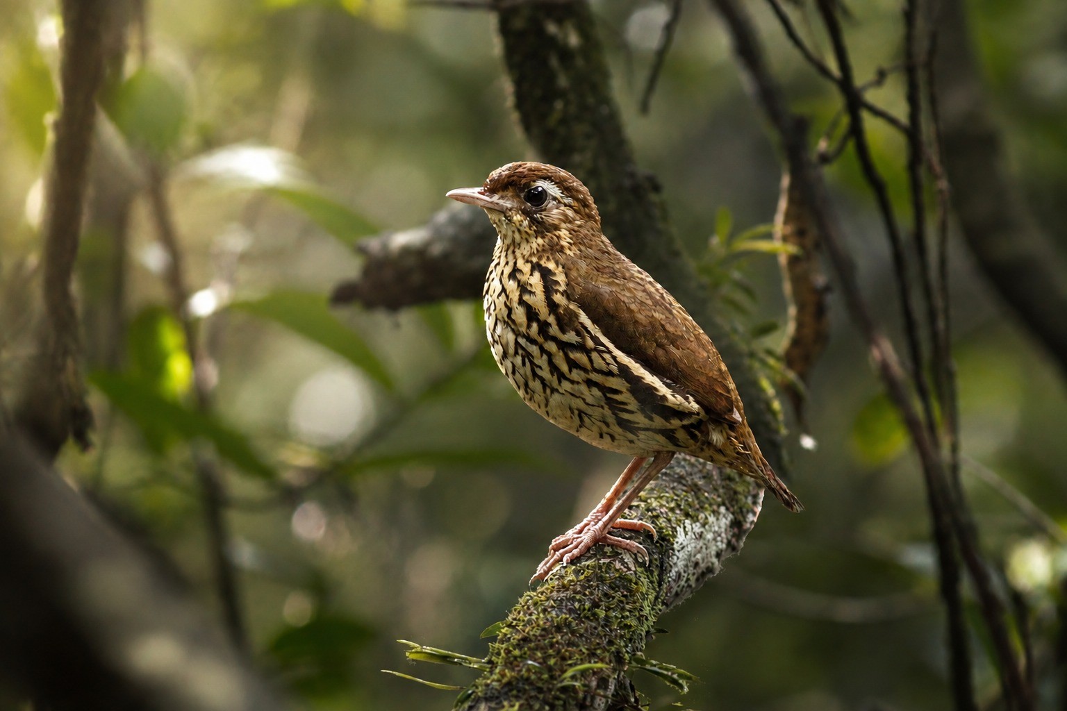 Ave exclusiva da Serra de Baturité é reconhecida como nova espécie brasileira