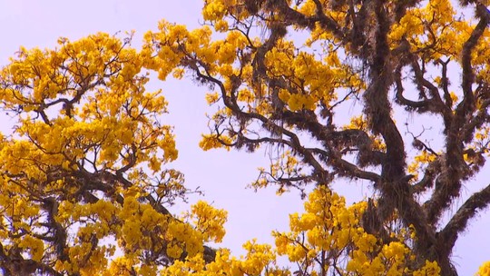 Florada dos ipês embeleza a zona rural - Floração durante o período seco atrai polinizadores e ajuda na dispersão das espécies, segundo especialista.