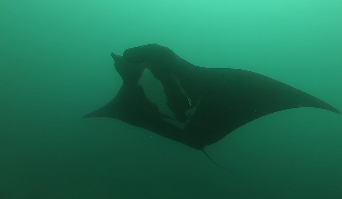 Segredo da 'zona da meia-noite': por que raias gigantes descem a 1 mil metros antes de viajar?