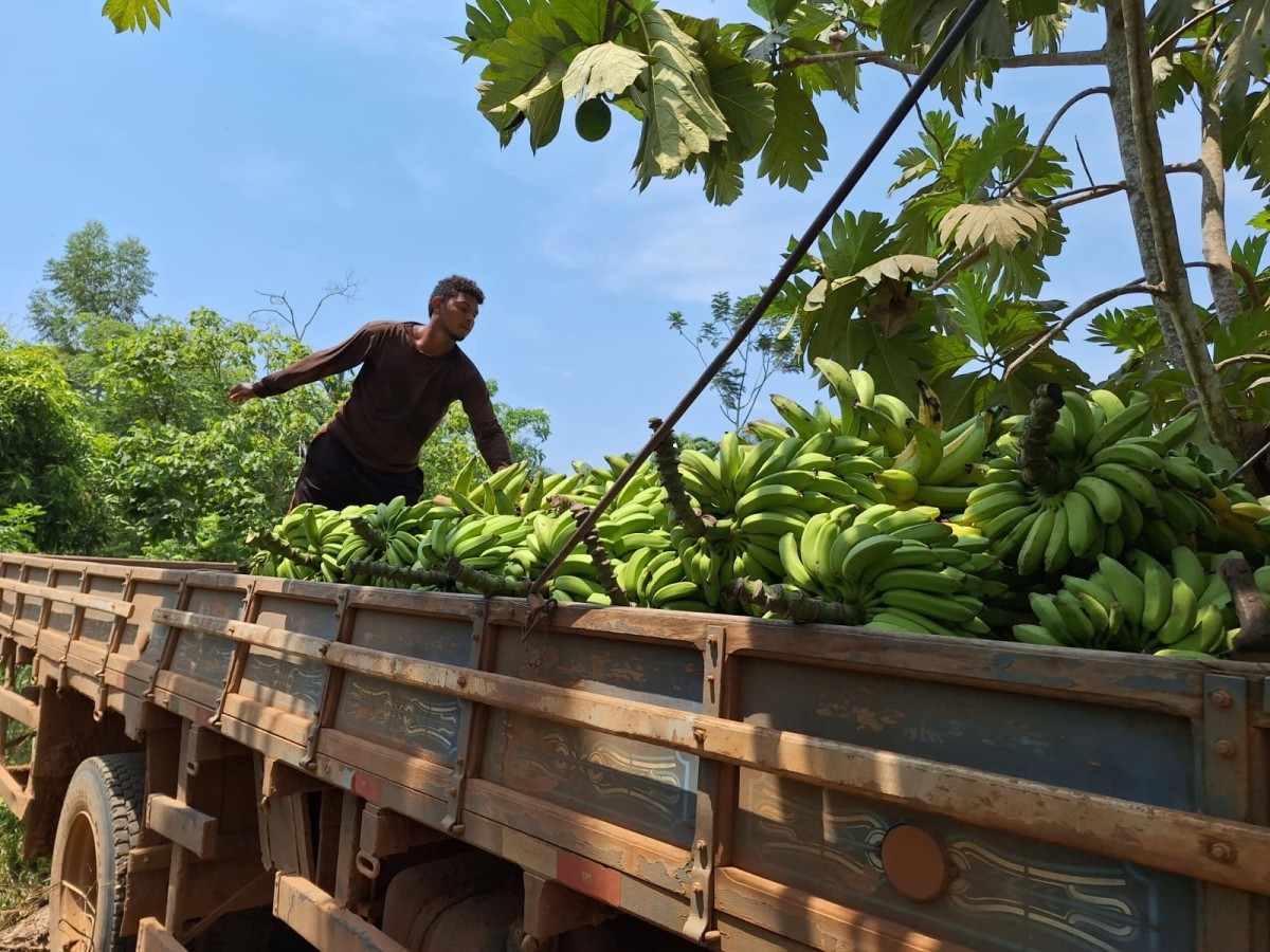 Porto Velho avança na produção de banana, macaxeira, café e outras culturas.
