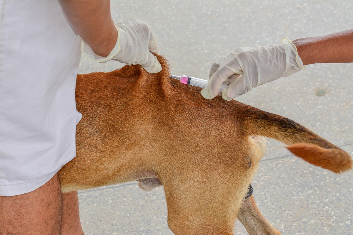 Prefeitura intensifica vacinação antirrábica após morcego infectado ser encontrado em Montes Claros