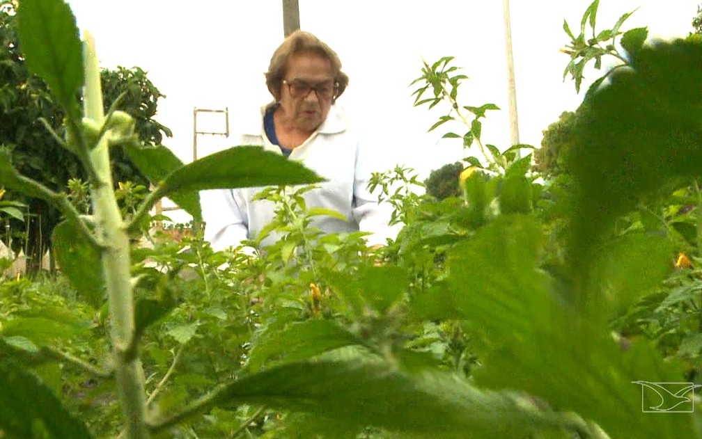 Terezinha Rêgo era referência no estudo de plantas medicinais no Maranhão — Foto: Reprodução/TV Mirante