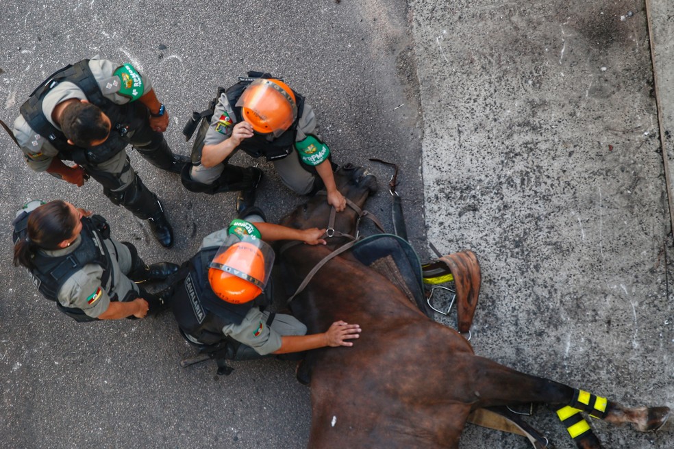 Morte de 3 cavalos causa briga de dono com polícia de SP - 24/10