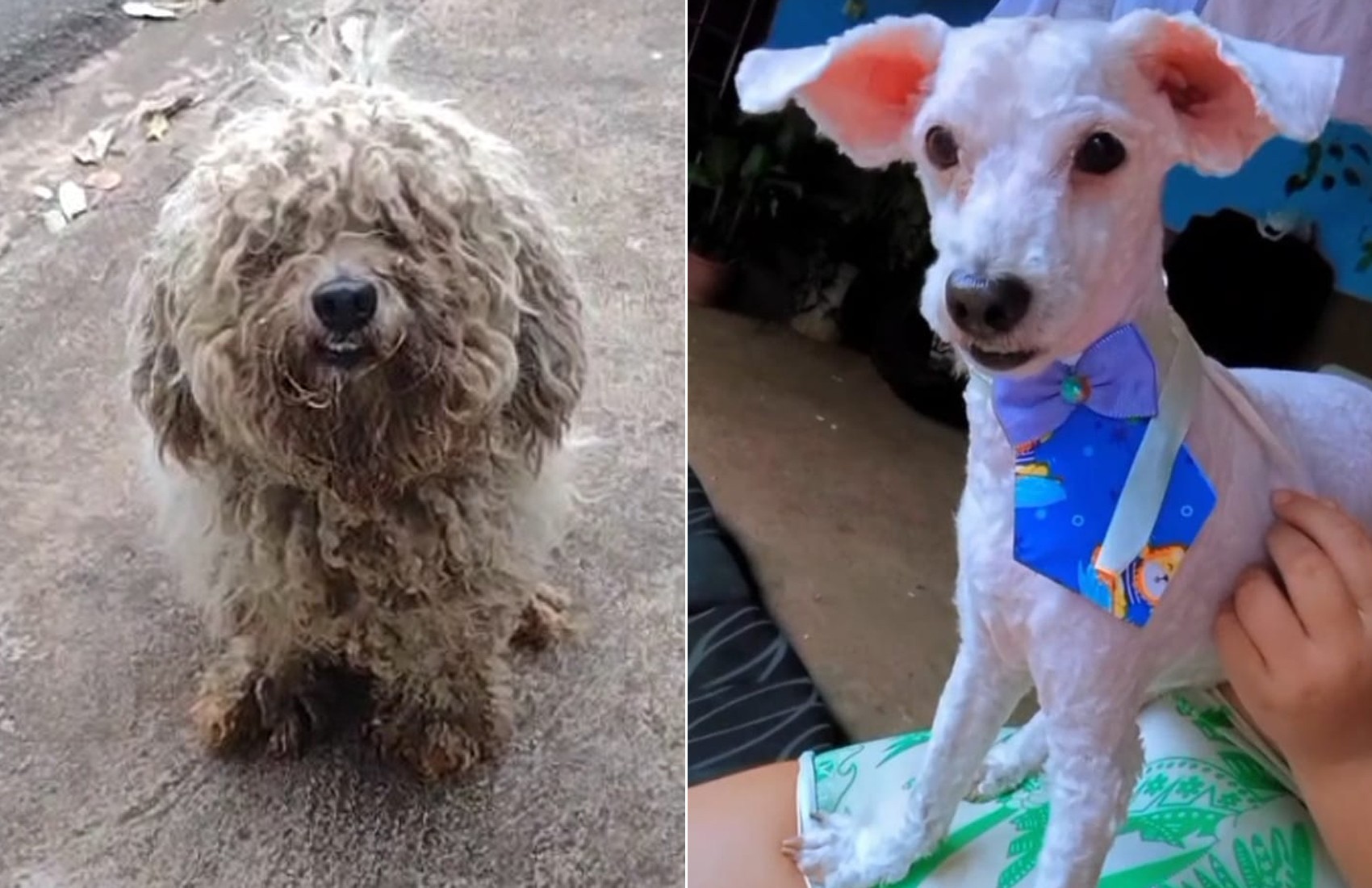 Cachorrinho adotado após abandono passa por transformação no visual em Ribeirão Preto, SP