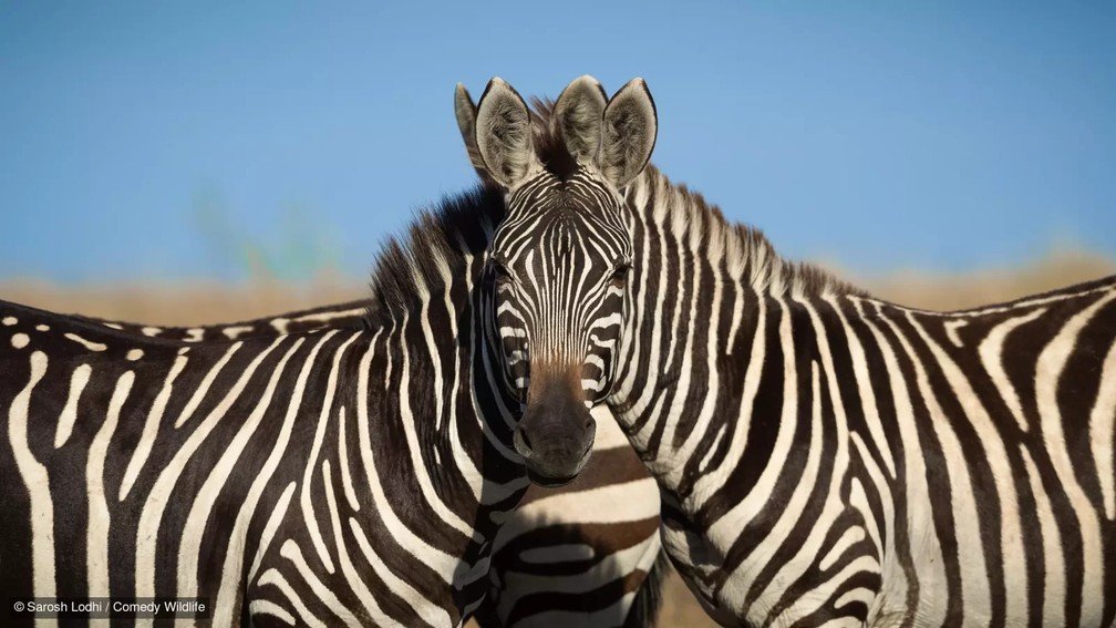 Duas zebras, uma cabeça. — Foto: Sarosh Lodhi/Comedy Wildlife
