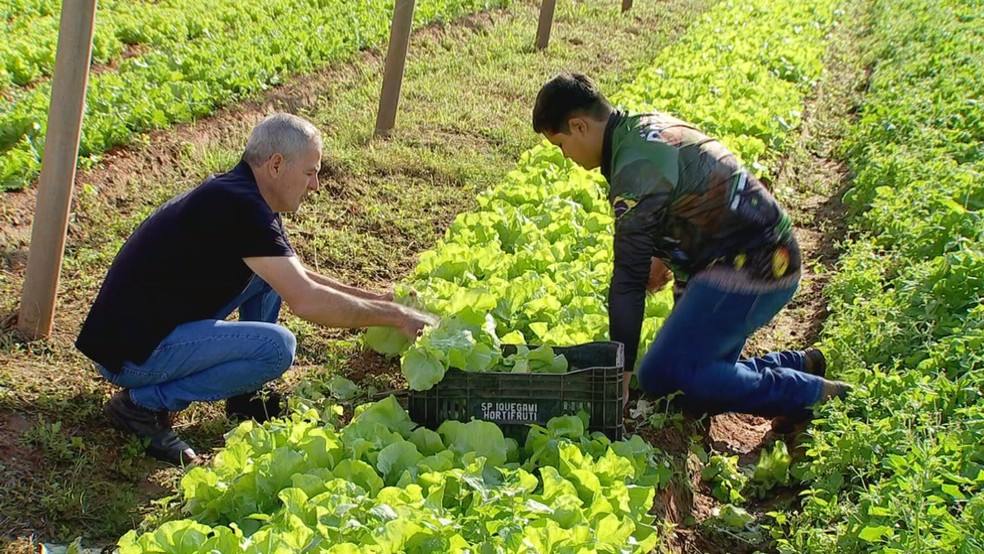 O jovem Lucas Roncoleta, de 15 anos, aprende com o pai, Sérgio, os valores e práticas da agricultura — Foto: Reprodução / TV TEM