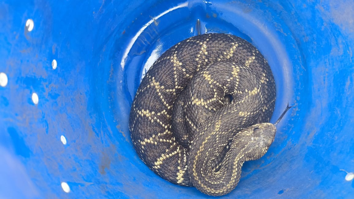 Operação apreende cobra mantida em cativeiro e armas no interior de SP