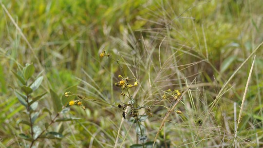 Flor da família do girassol é descoberta e planta que não era vista há mais de 200 anos em MG é reencontrada 