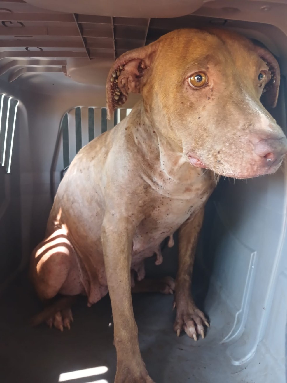 Cachorra vítima de maus-tratos foi apreendida em Álvares Machado (SP) — Foto: Polícia Militar Ambiental