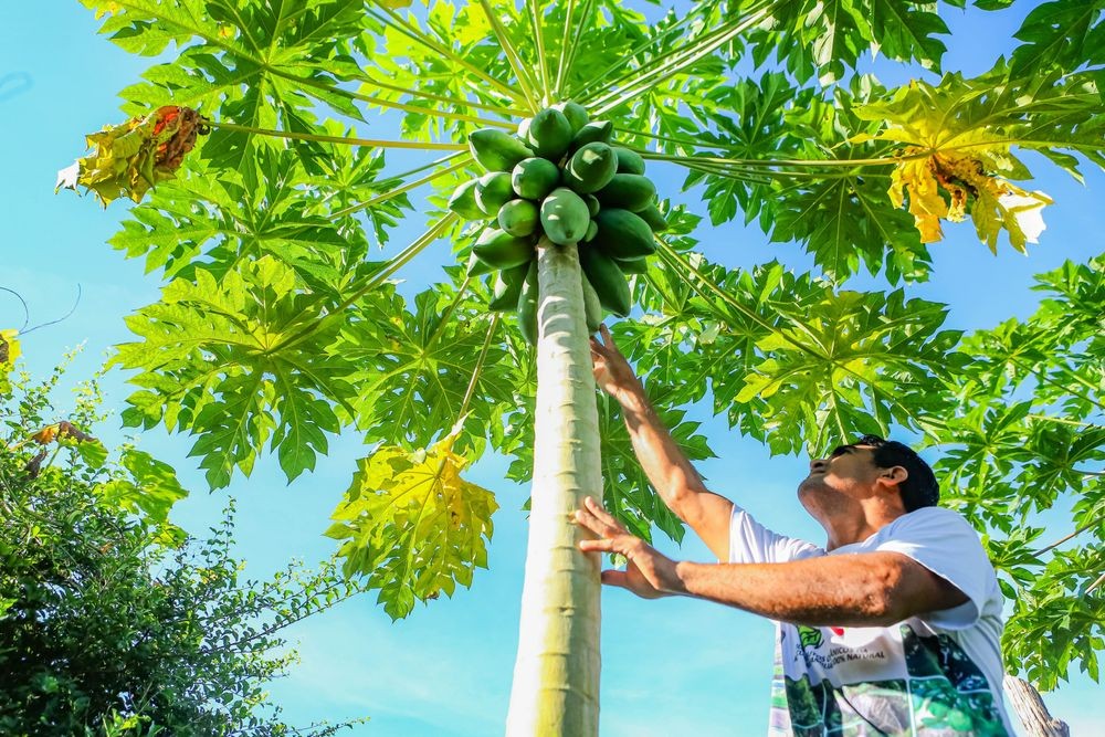 Projeto de R$ 250 milhões para agricultura familiar será apresentado no Piauí