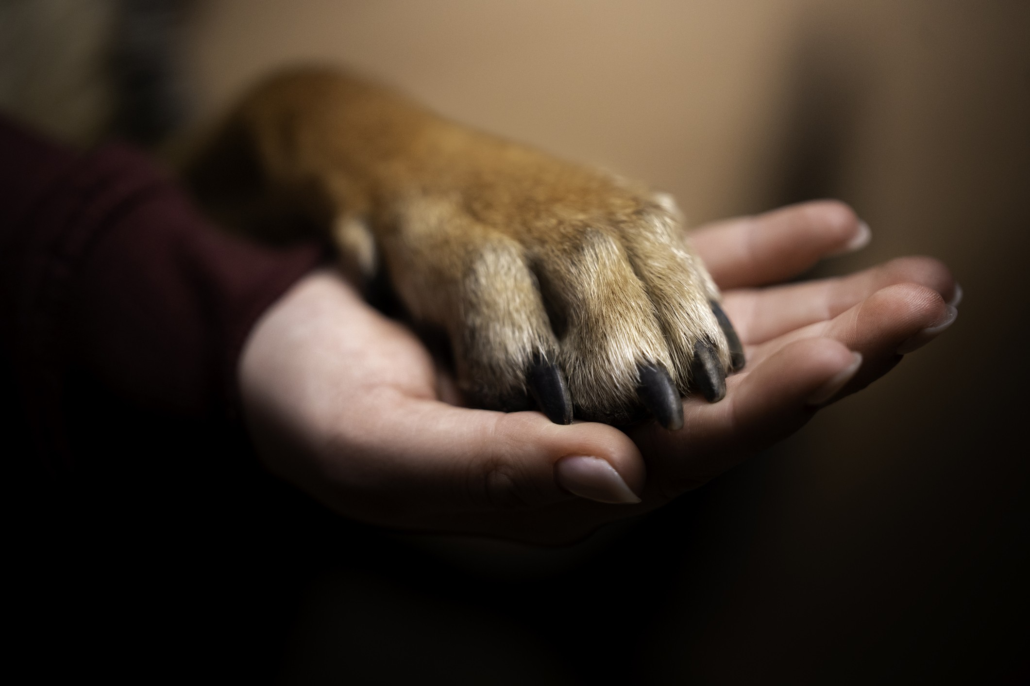 Após divórcio, cachorro recebe direito a pensão alimentícia para tratamento de doença; entenda